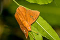 Fulvous Dawnfly Capila phanaeus falta