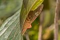 Fulvous Dawnfly Capila phanaeus fulva