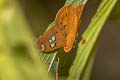 Fulvous Dawnfly Capila phanaeus fulva