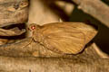 Giant Skipper Erionota torus (Torus Skipper)