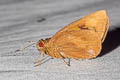Giant Skipper Erionota torus (Torus Skipper)