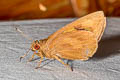 Giant Skipper Erionota torus (Torus Skipper)