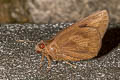 Giant Skipper Erionota torus (Torus Skipper)