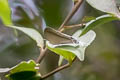 Giant Imperial Purlisa gigantea gigantea