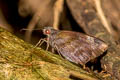 Giant Redeye Gangara thyrsis thyrsis 