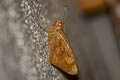 Giant Redeye Gangara thyrsis thyrsis 