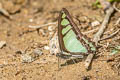 Glassy Bluebottle Graphium cloanthus cloanthus