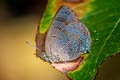 Glazed Oakblue Arhopala paralea 