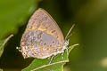 Glazed Oakblue Arhopala paralea 