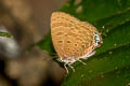 Golden Oakblue Arhopala phanda phanda