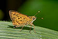 Golden Ace Thoressa masoni (Mason's Ace)