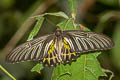 Golden Birdwing Troides aeacus aeacus