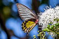 Golden Birdwing Troides aeacus aeacus