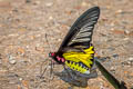 Golden Birdwing Troides aeacus aeacus