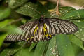 Golden Birdwing Troides aeacus aeacus