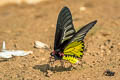 Golden Birdwing Troides aeacus aeacus