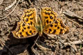 Golden Comma Polygonia c-aureum c-aureum