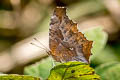 Golden Comma Nymphalis c-aureum c-aureum