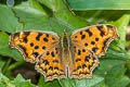 Golden Comma Nymphalis c-aureum c-aureum