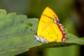 Golden Sapphire Heliophorus brahma mogoka