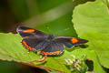 Golden Sapphire Heliophorus brahma mogoka