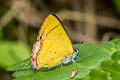 Golden Sapphire Heliophorus brahma mogoka