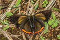 Golden Sapphire Heliophorus brahma mogoka