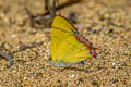 Golden Sapphire Heliophorus brahma mogoka