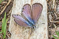 Gram Blue Euchrysops cnejus