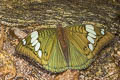 Grand Duchess Euthalia patala taooana