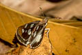 Grass Demon Udaspes folus