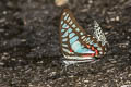 Great Jay Graphium eurypylus acheron