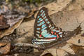 Great Jay Graphium eurypylus acheron