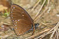 Great Blue Mime Papilio paradoxa aenigma