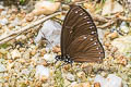 Great Blue Mime Papilio paradoxa aenigma