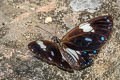 Great Blue Mime Papilio paradoxa telearchus 