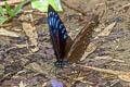 Great Blue Mime Papilio paradoxa telearchus 