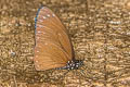 Great Blue Mime Papilio paradoxa telearchus 