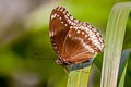 Great Eggfly Hypolimnas bolina jacintha (Blue Moon)