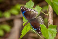 Great Eggfly Hypolimnas bolina jacintha (Blue Moon)