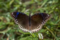 Great Eggfly Hypolimnas bolina jacintha (Blue Moon)