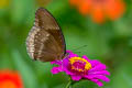 Great Eggfly Hypolimnas bolina jacintha (Blue Moon)