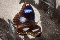 Great Eggfly Hypolimnas bolina jacintha (Blue Moon)