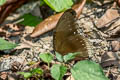 Great Eggfly Hypolimnas bolina jacintha (Blue Moon)