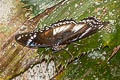 Great Eggfly Hypolimnas bolina jacintha (Blue Moon)