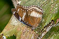 Great Eggfly Hypolimnas bolina jacintha (Blue Moon)