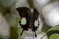 Great Helen Papilio iswara iswara