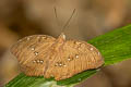 Great Marquis Euthalia dunya dunya