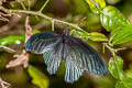 Great Mormon Papilio Papilio agenor agenor