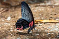 Great Mormon Papilio Papilio agenor agenor